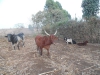 20160221_080841_Farm50009