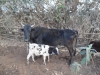 20160221_080906_Farm60010